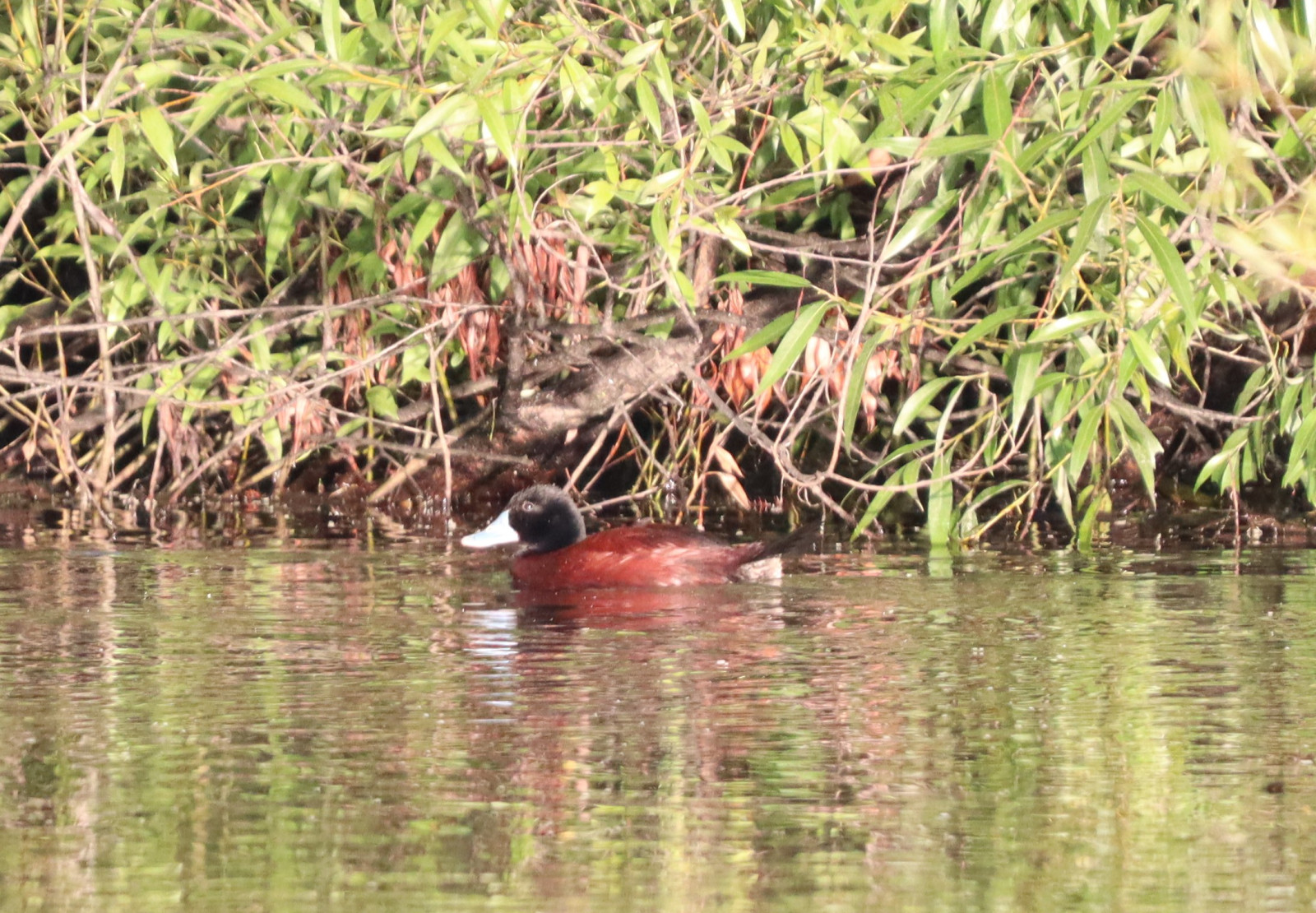 image Blue-billed Duck